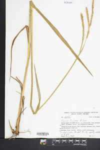 Paspalum floridanum image