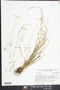 Poa autumnalis image