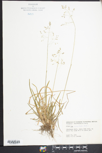 Poa cuspidata image