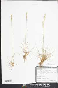 Poa sylvestris image