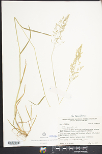 Poa trivialis image