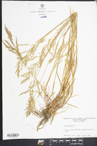 Poa trivialis image