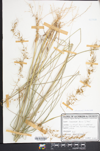 Sorghastrum elliottii image