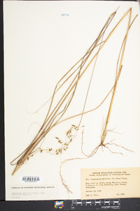 Sorghastrum elliottii image