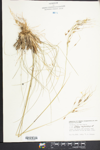 Stipa avenacea image