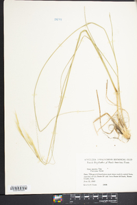 Hesperostipa spartea image