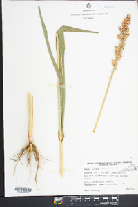 Sorghum bicolor image