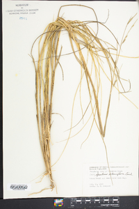 Spartina alterniflora image