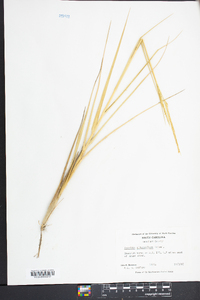 Spartina alterniflora image