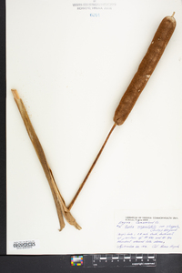 Typha angustifolia image