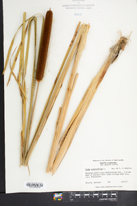 Typha angustifolia image