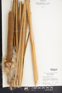 Typha domingensis image