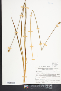 Xyris difformis image