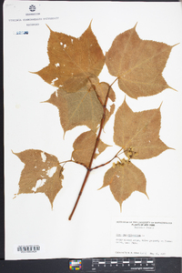 Acer pensylvanicum image