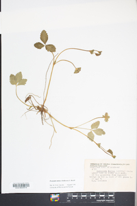 Potentilla indica image