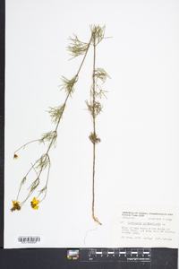 Coreopsis verticillata image