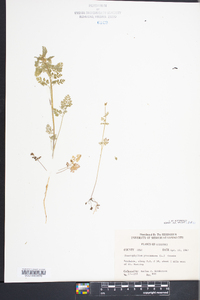 Chaerophyllum procumbens image