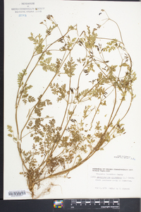 Chaerophyllum procumbens image