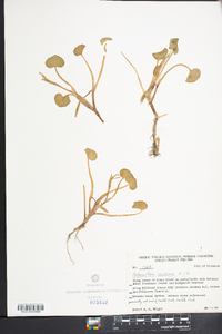 Heteranthera reniformis image