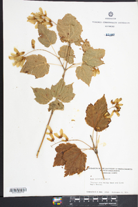 Acer spicatum image