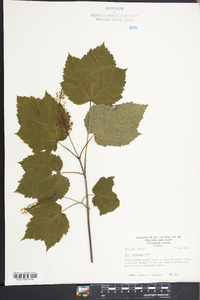 Acer spicatum image