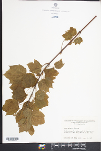 Acer spicatum image