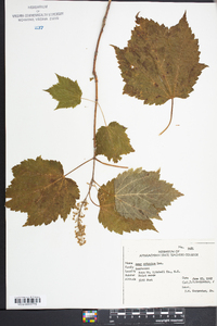 Acer spicatum image