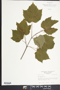 Acer spicatum image