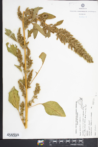 Amaranthus hybridus image