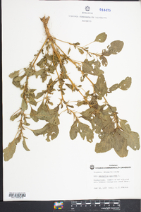 Amaranthus spinosus image