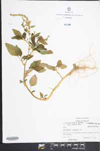 Amaranthus spinosus image