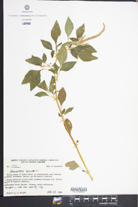 Amaranthus spinosus image