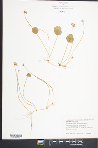 Hydrocotyle umbellata image