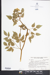 Thaspium barbinode image