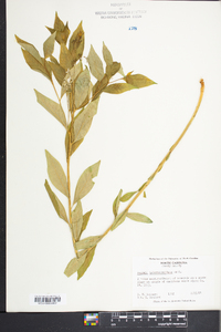 Amsonia tabernaemontana image