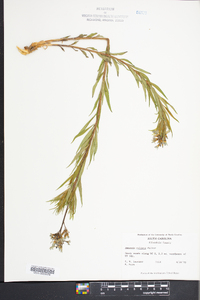 Amsonia ciliata image