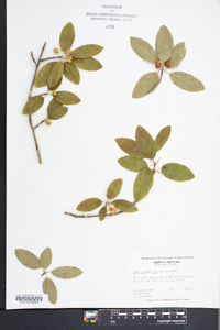 Ilex amelanchier image