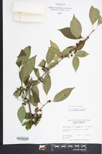 Ilex montana image