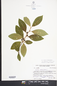 Ilex laevigata image