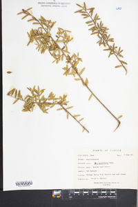 Ilex myrtifolia image