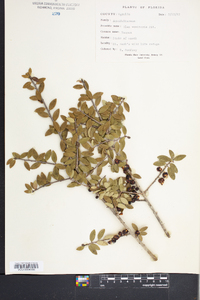 Ilex vomitoria image