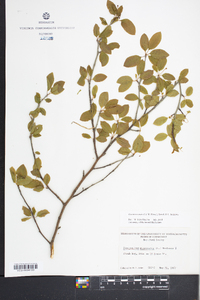 Ilex mucronata image