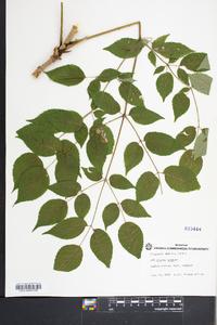 Aralia spinosa image