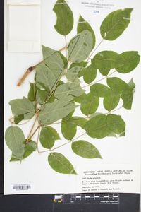 Aralia spinosa image