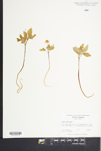 Panax trifolium image