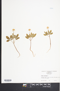 Panax trifolium image