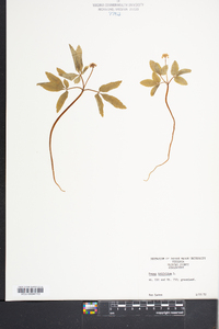 Panax trifolium image