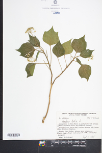 Hedera helix image