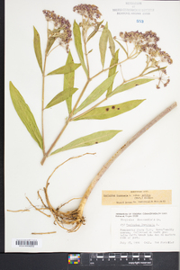 Asclepias incarnata subsp. pulchra image