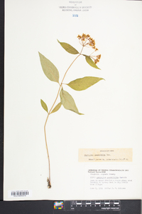 Asclepias quadrifolia image